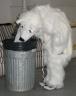 Baby bear investigating garbage