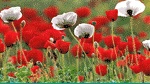 A field of red and white poppies